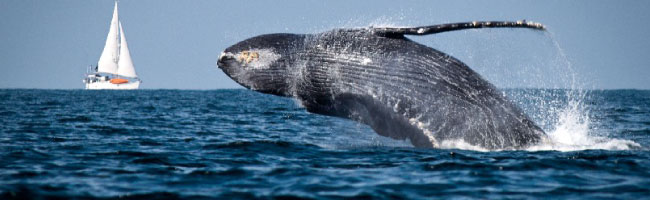 Sailing Las Perlas Panama - Whale