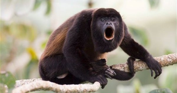 Imgi 100 swinge hurleur