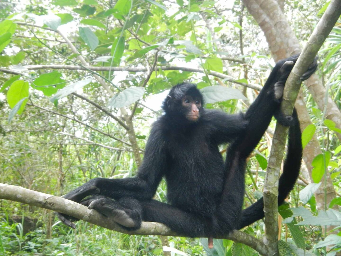 Imgi 104 singe araignee