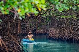Imgi 27 colon manglar