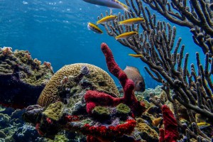 Coral Reef Snorkeling San Blas